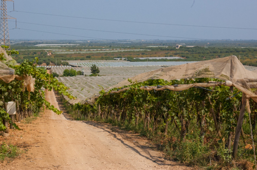 Vendemmia. Ci siamo! O quasi…